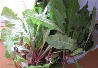 婆婆丁能治什么??？婆婆丁能治哪些?。?>
               <p class=