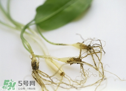 野生蒜的作用與功效 野生大蒜營(yíng)養(yǎng)價(jià)值 野生蒜的作用與功效 野生大蒜營(yíng)養(yǎng)價(jià)值