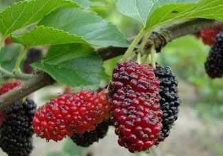 寶寶能吃桑葚嗎？寶寶多大能吃桑葚？