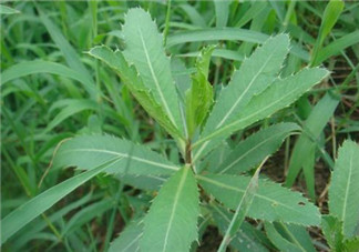 曲曲菜怎么吃？曲曲菜的吃法