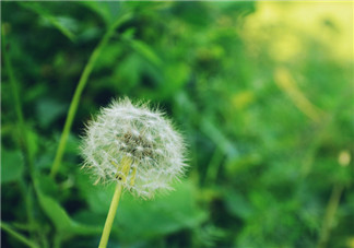 婆婆丁能治乳腺增生嗎？婆婆丁可以治乳腺增生嗎？