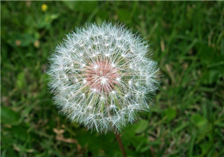 婆婆丁能治痔瘡嗎？婆婆丁可以治痔瘡嗎？