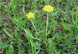 婆婆丁能炒雞蛋嗎？婆婆丁可以炒雞蛋嗎？