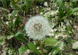 婆婆丁怎么吃？婆婆丁怎么吃最好？