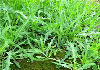 曲曲菜能生吃嗎？曲曲菜可以生吃嗎？