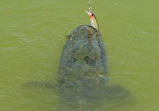 四月份能路亞黑魚嗎？路亞黑魚什么時間最好？