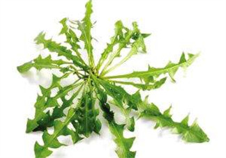 婆婆丁能包餃子嗎？婆婆丁可以包餃子嗎？