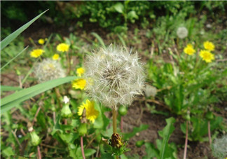 婆婆丁能治糖尿病嗎？婆婆丁可以治糖尿病嗎？