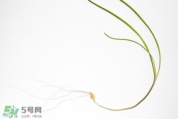 野生蒜的作用與功效 野生大蒜營(yíng)養(yǎng)價(jià)值 野生蒜的作用與功效 野生大蒜營(yíng)養(yǎng)價(jià)值