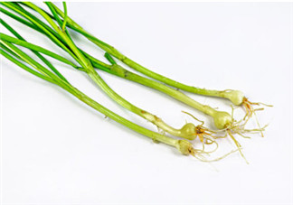 小根蒜的根能吃嗎？小根蒜的須子可以吃嗎