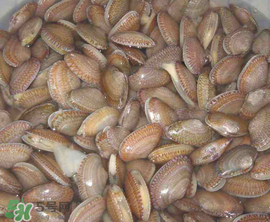 花甲怎么養(yǎng)不會死？花甲怎么養(yǎng)到用第二天？