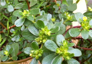 馬齒莧能治前列腺炎嗎？馬齒莧可以治前列腺炎嗎？