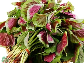 莧菜怎么摘？莧菜怎么處理