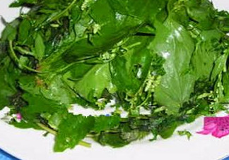 灰灰菜有什么功效？灰灰菜的功效與作用