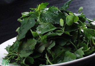 灰菜有毒嗎？不能吃的灰菜圖片