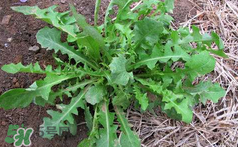 吃曲曲菜有什么好處？吃曲曲菜好嗎？