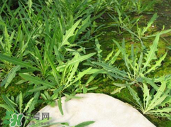 吃曲曲菜有什么好處？吃曲曲菜好嗎？