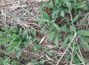 曲曲菜有什么功效？曲曲菜的功效與禁忌