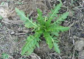 曲曲菜有什么功效？曲曲菜的功效與禁忌