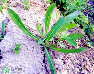 曲曲菜是蒲公英嗎？曲曲菜是不是蒲公英？