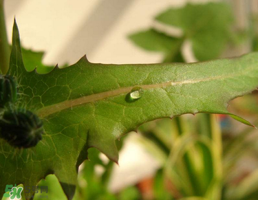 曲曲菜是蒲公英嗎？曲曲菜是不是蒲公英？