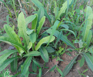 曲曲菜是苦菜嗎？曲曲菜和苦菜有什么區(qū)別？