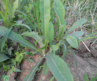 曲曲菜是苦菜嗎？曲曲菜和苦菜有什么區(qū)別？