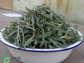 苦苦菜和蒲公英的區(qū)別 苦苦菜和蒲公英有什么區(qū)別？