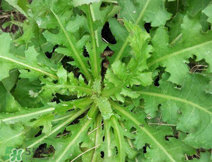 苦苦菜和蒲公英的區(qū)別 苦苦菜和蒲公英有什么區(qū)別？