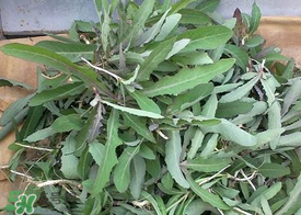 曲曲菜和花菜相克嗎？曲曲菜不能和花菜一起吃嗎？