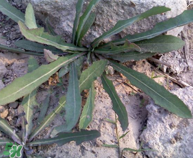 曲曲菜和花菜相克嗎？曲曲菜不能和花菜一起吃嗎？