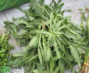 曲曲菜和花菜相克嗎？曲曲菜不能和花菜一起吃嗎？