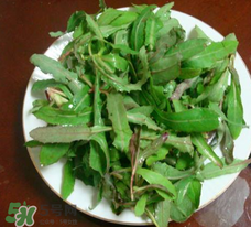 曲曲菜能炒雞蛋吃嗎？曲曲菜可以炒雞蛋嗎？