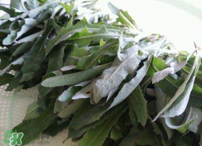 曲曲菜能炒雞蛋吃嗎？曲曲菜可以炒雞蛋嗎？