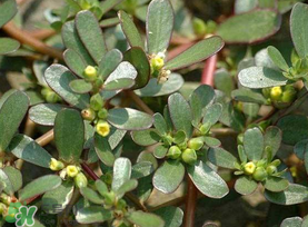 馬齒莧能治蕁麻疹嗎？馬齒莧可以治蕁麻疹嗎？