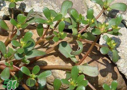 馬齒莧能治蕁麻疹嗎？馬齒莧可以治蕁麻疹嗎？