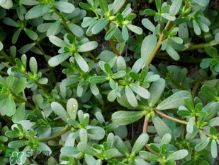 馬齒莧能治前列腺炎嗎？馬齒莧可以治前列腺炎嗎？