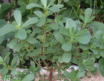 馬齒莧能治前列腺炎嗎？馬齒莧可以治前列腺炎嗎？