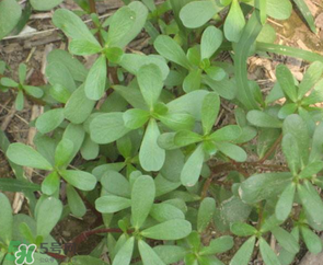 馬齒莧能治前列腺炎嗎？馬齒莧可以治前列腺炎嗎？