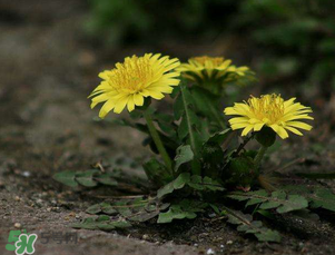 婆婆丁能和枸杞一起泡水喝嗎？婆婆丁枸杞泡水的功效