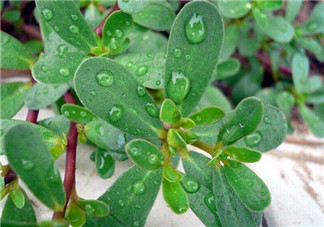 馬齒莧能治蕁麻疹嗎？馬齒莧可以治蕁麻疹嗎？