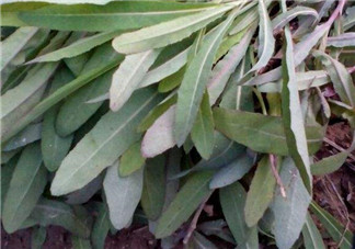 曲曲菜能炒雞蛋吃嗎？曲曲菜可以炒雞蛋嗎？