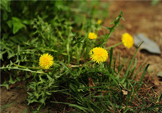 婆婆丁能和枸杞一起泡水喝嗎？婆婆丁枸杞泡水的功效