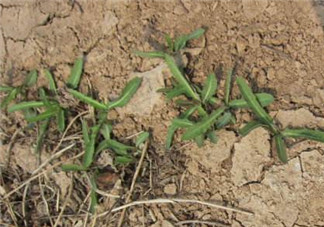 曲曲菜是苦菜嗎？曲曲菜和苦菜有什么區(qū)別？