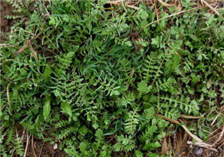 曲曲菜是蒲公英嗎？曲曲菜是不是蒲公英？