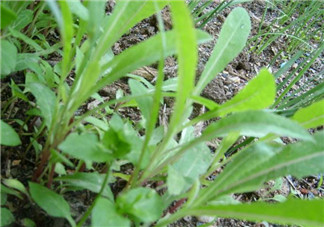 吃曲曲菜有什么好處？吃曲曲菜好嗎？