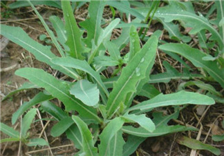 曲曲菜有什么功效？曲曲菜的功效與禁忌