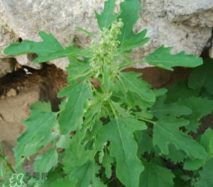 灰灰菜有什么功效？灰灰菜有什么營養(yǎng)價值