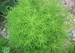 掃帚菜怎么吃？掃帚菜做法