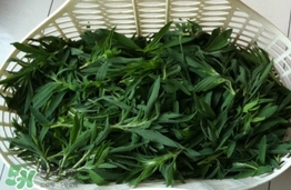 掃帚菜有什么功效？掃帚菜的功效與作用